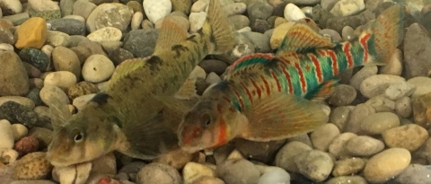 Candy Darter Pair