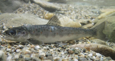 Salmon Parr