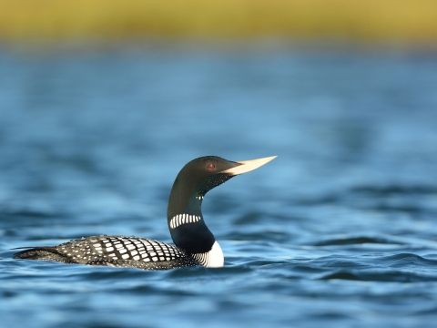 Black and white bird with long neck and yellow bill on the water