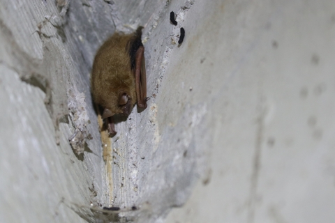 Roosting bat