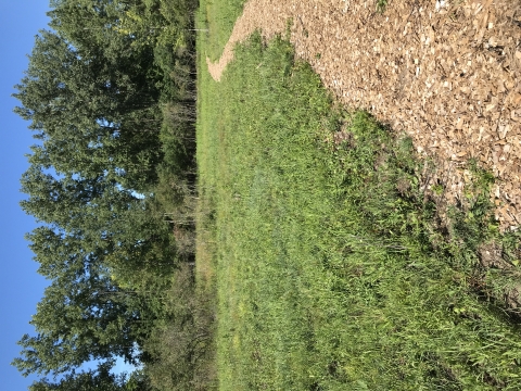Mulch nature trail through grassy area with tall trees in the background.