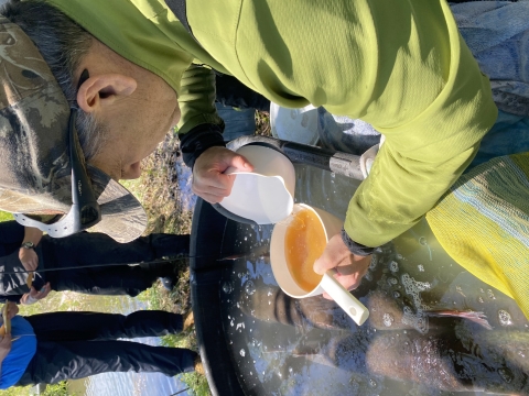 The milt and eggs are stirred around and rinsed.&nbsp;