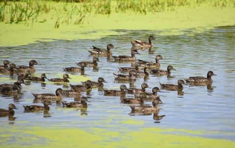 Blue-winged teal brood