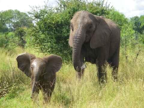 An African elephant calf stands in front of its mother in their natural habitat