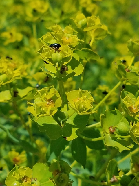 Leafy Spurge flea beetle on the invasive leafy spurge