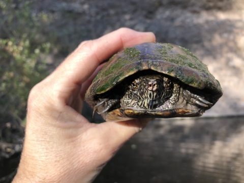 Native Sonora Mud Turtle being held by biologist.