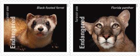 2 ESA stamps: On left side of stamps, text reads "Forever USA," with forever crossed out and "Endangered"; stamp n left Black-footed ferret with name above; on right Florida panther with name above