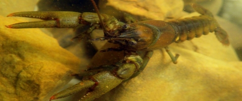 Spring River Crayfish