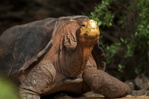 a Hood Island Giant Tortoise faces the camera