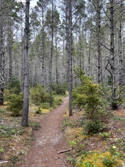 Natural surface trail meanders through a forest.