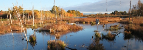 fall colors at Stephen J. Young Marsh