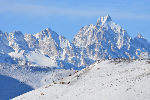 A herd of elk on a snow butte with the Teton Range in the backdrop.