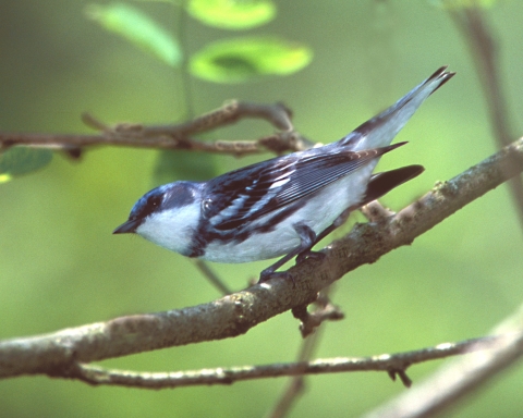 Male cerulean warbler in tree at Big Oaks NWR