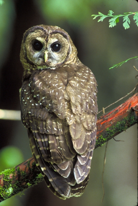 Northern spotted owl
