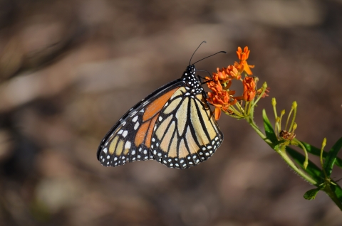 An orange-and-black monarch butterfly sips nectar from an orange flower. 