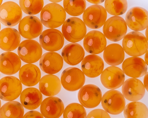 Orange fish eggs on a white background.