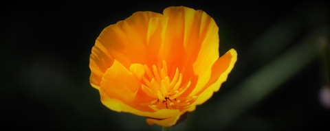 A single bright orange flower.