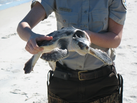 Refuge Biologist Jackie Sablan is holding a Kemp's ridley sea turtle.