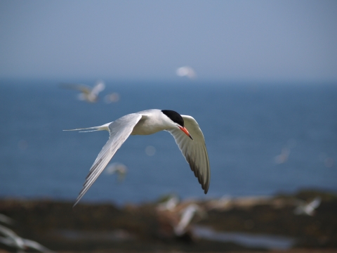 Common Tern in flight