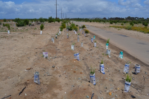 A field next to a paved road with native tree plantings that have a cone around them. 