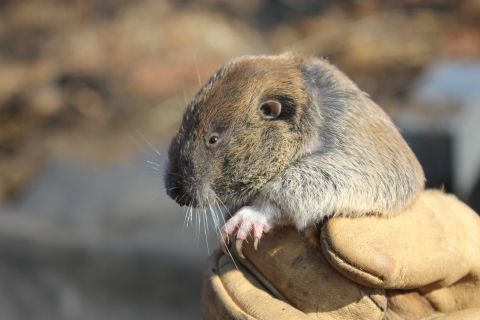 Mazama Pocket Gopher