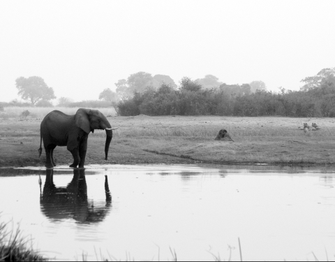 Elephant and Lion