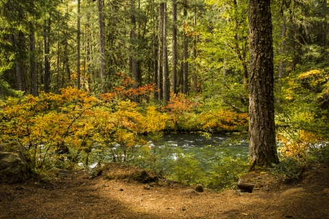 Fall colors McKenzie River OR