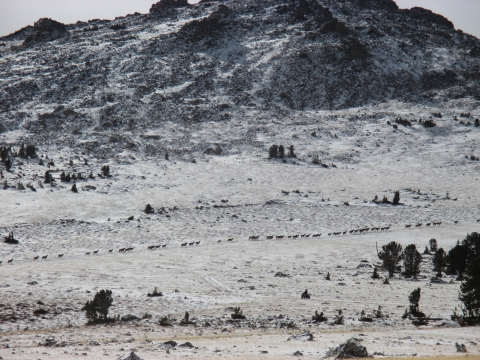 Wintering elk herd at Kirkland Mountain on the Wind River Reservation