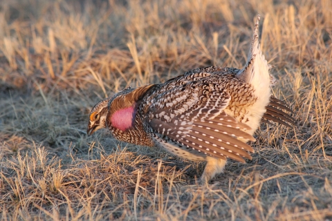 Prairie grouse