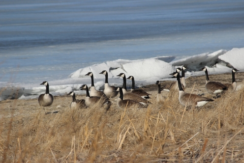 Canada Geese