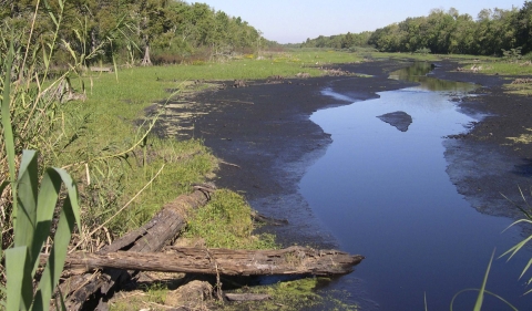 Bayou with forested edges