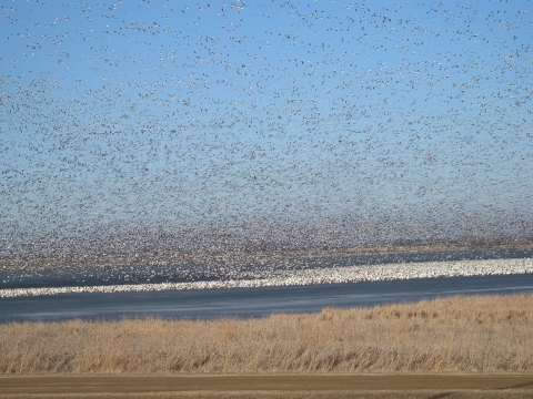 large flock of snow geese