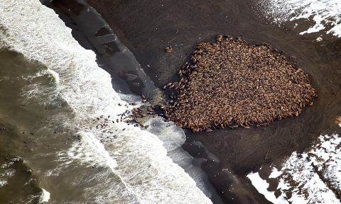 a large group of walruses on a beach