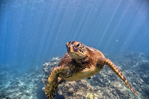 A green sea turtle swims along the bottom of the reef. 
