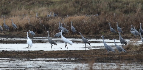 Whooping cranes and sandhill cranes standing in mud flats