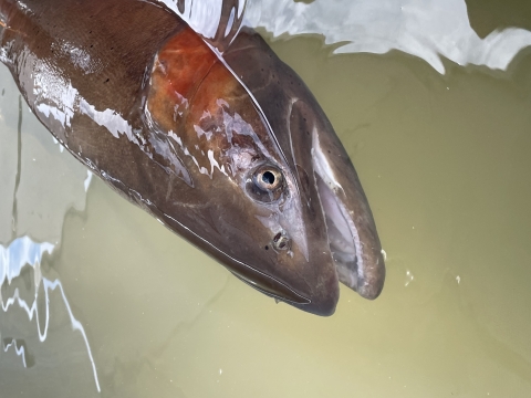 Lahontan cutthroat trout partially in water.