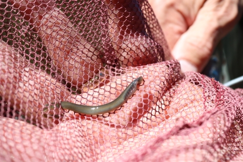 hand with pink net and juvenile lamprey