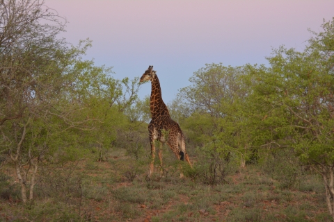 Giraffe - Africa 2019
