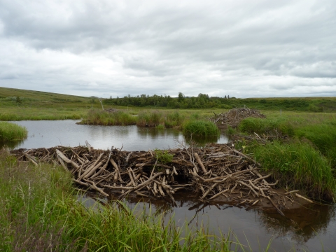 beaver dam in a wetland