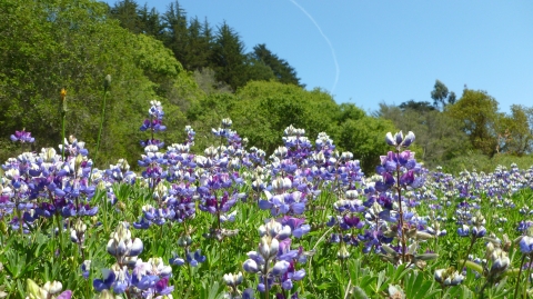 Purple flowers top tall green grasses with green trees in background.