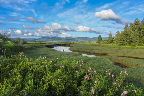 Scenic view of green fields and trees along river under bright blue sky.
