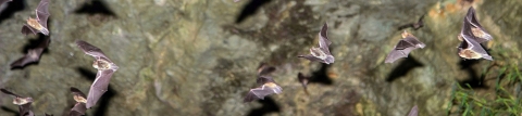 About a dozen gray bats flying in a cave