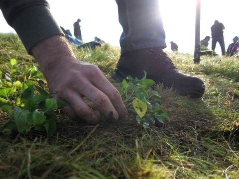 A closeup of hands planting violets in green grass.