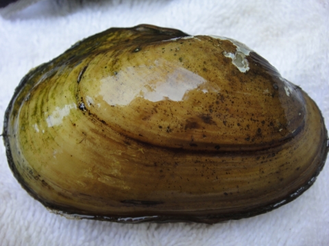 Arkansas fatmucket
