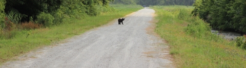 Large black bear sits in the road