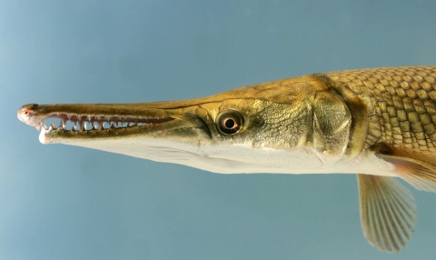 A prehistoric fish with an elongated mouth with sharp teeth and armor-like scales on it’s back.