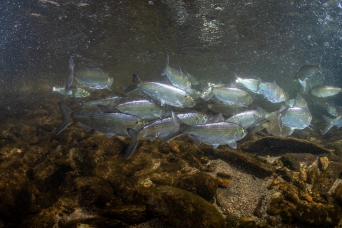 a small school of silver fish swim underwater