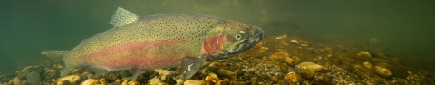 Steelhead are usually dark olive in color, shading to silvery white on the underside with a heavily speckled body and a pink-to-red stripe running along their sides.
