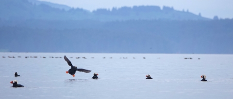 tufted puffin landing into a group of puffins on the water