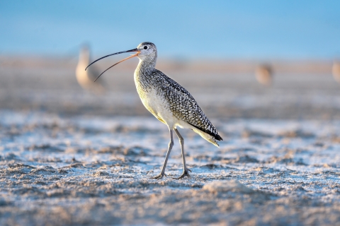 A white and black bird with long legs and a long curved beak standing on snowy ground